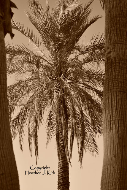 Swingset Palm Closeup Sepia